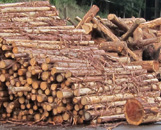 Raw timber (small-diameter timber)